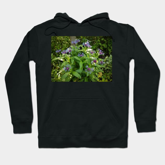 cornflower Hoodie by Gourmetkater